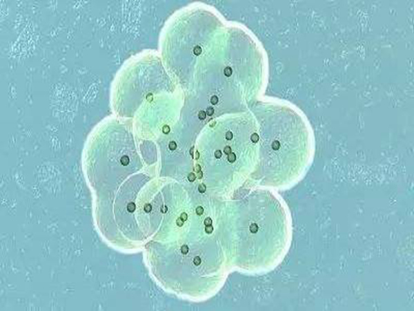 易試管助孕_第三代試管嬰兒一般多少次比較好？三代試管嬰兒一般做多少次比較好？