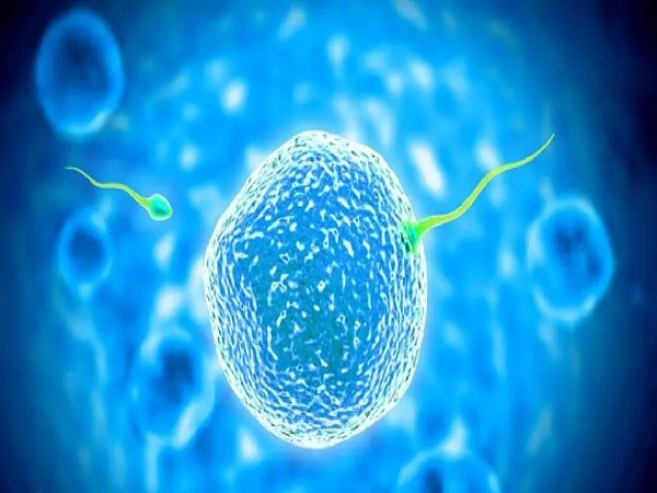 c級(jí)囊胚移植的成功率并不高