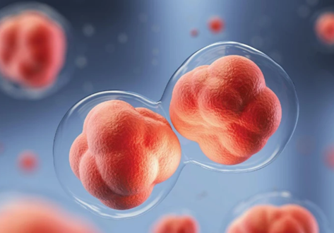 顯微鏡受精的胚胎質(zhì)量怎么樣？胚胎質(zhì)量的好壞取決于這三種因素！