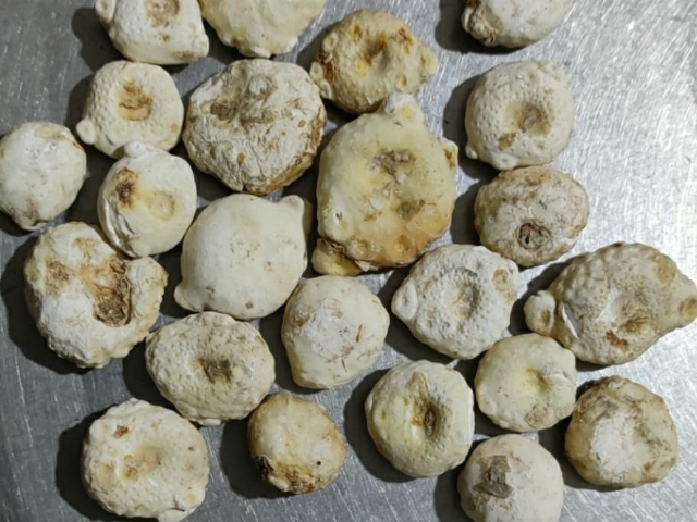 孕婦不能吃生南星