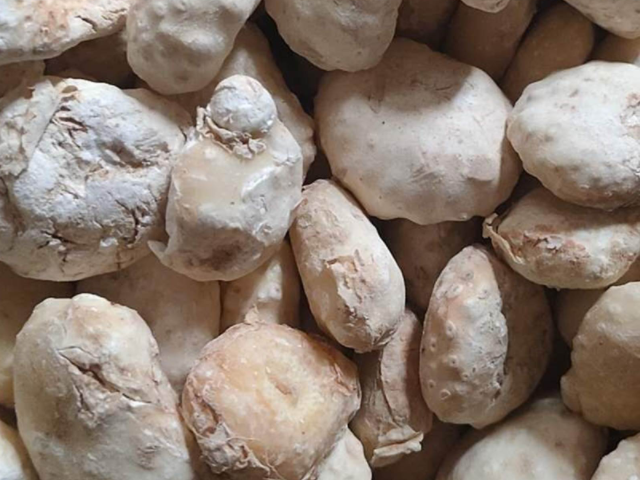 孕婦吃生南星會中毒