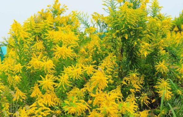 孕婦懷上貴子的7個(gè)征兆，出現(xiàn)這些現(xiàn)象說(shuō)明孩子是“福報(bào)”