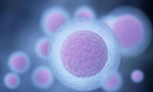 吃什么能讓卵泡長(zhǎng)得又大又圓