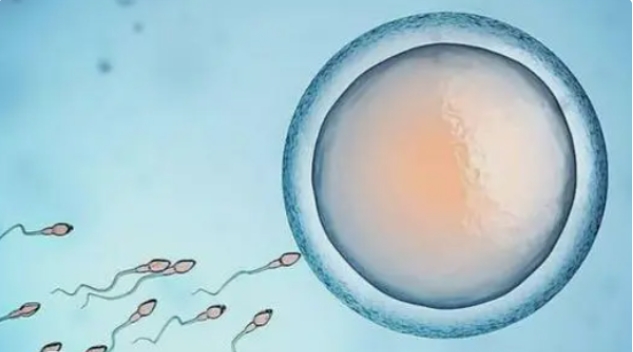 高齡做試管嬰兒一般取多少個胚胎比較好？