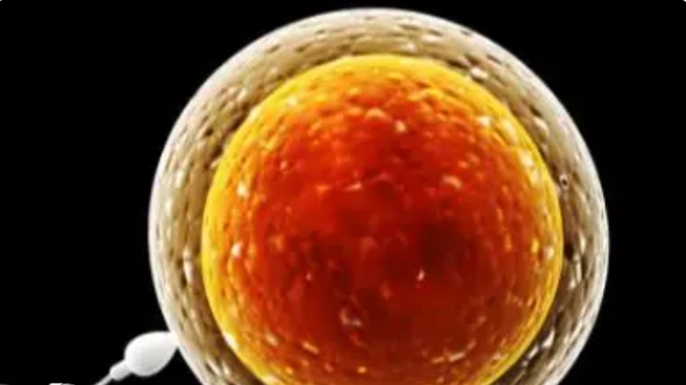 高齡做試管嬰兒的成功率為什么會這么低呢？