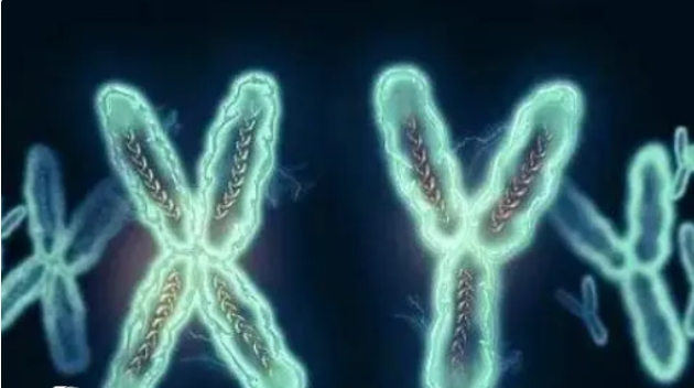  高齡女性如果做試管嬰兒一般成功率有多少？