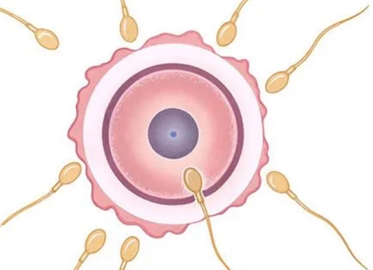 去私立醫(yī)院做三代試管嬰兒怎么樣？