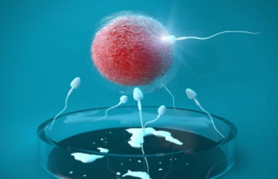 為什么試管**的幾率這么低？