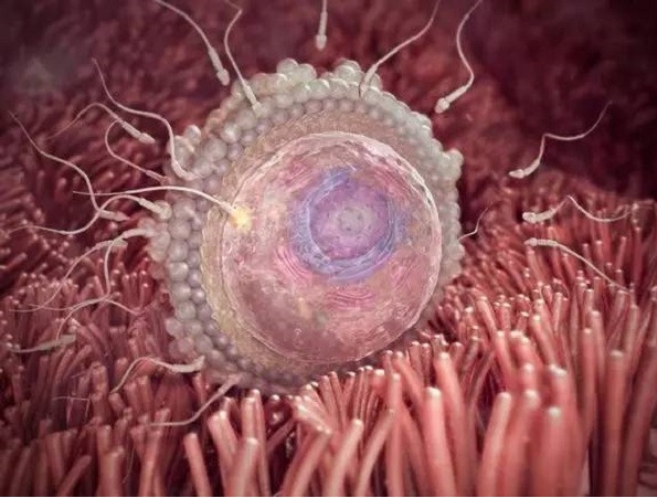 體重會(huì)影響做試管嬰兒的成功率嗎？