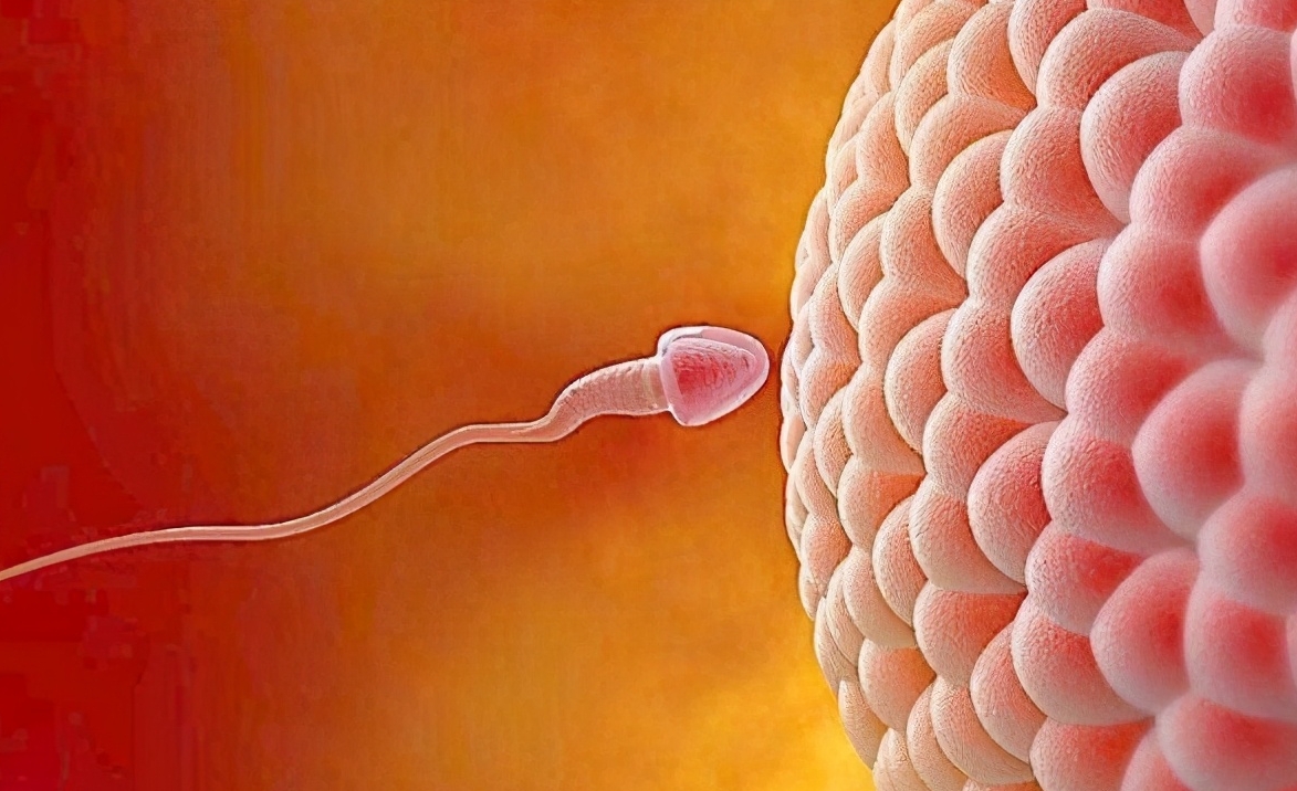 胚胎移植窗口期內(nèi)膜活檢是什么？適用人群是什么？