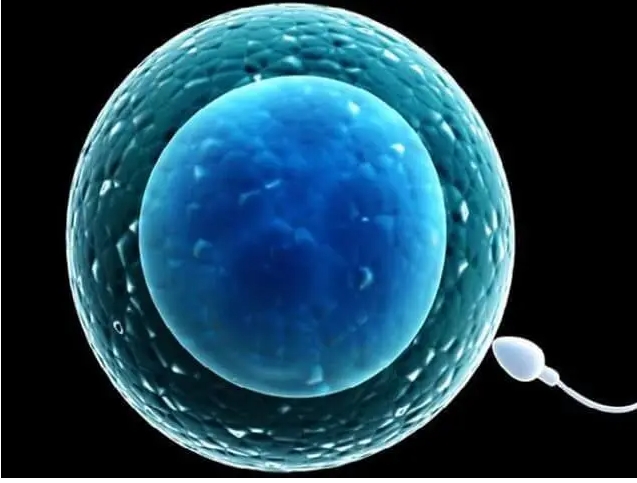 做試管嬰兒移植凍融胚胎的成功率高嗎？