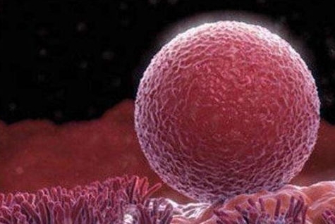 試管促排打樂寶得的劑量應該怎么選擇？