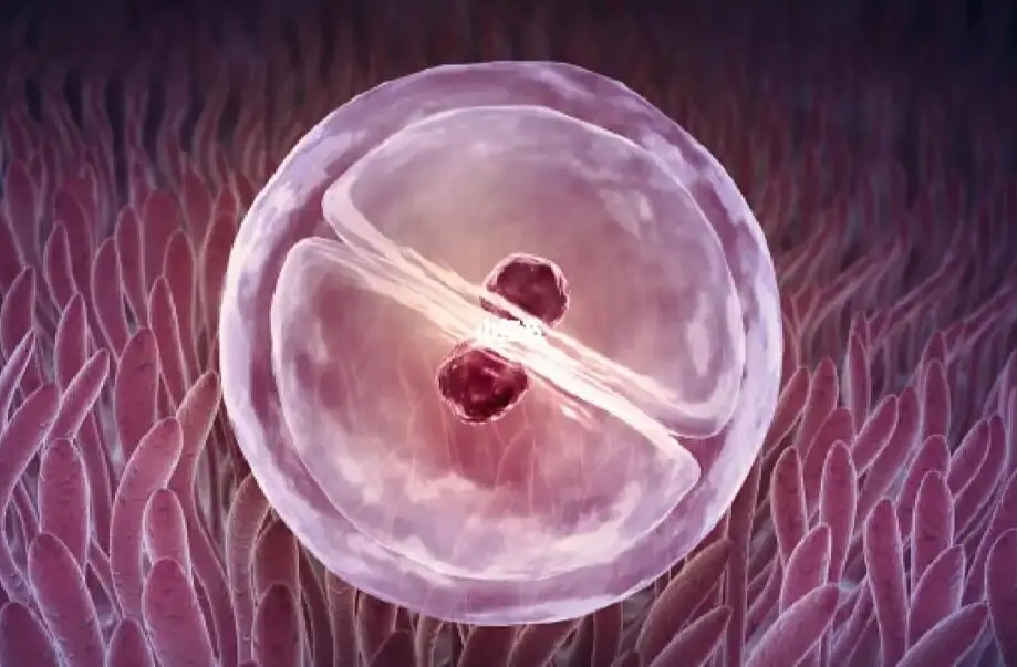 凍囊胚從解凍到復(fù)蘇需要花多長時間？