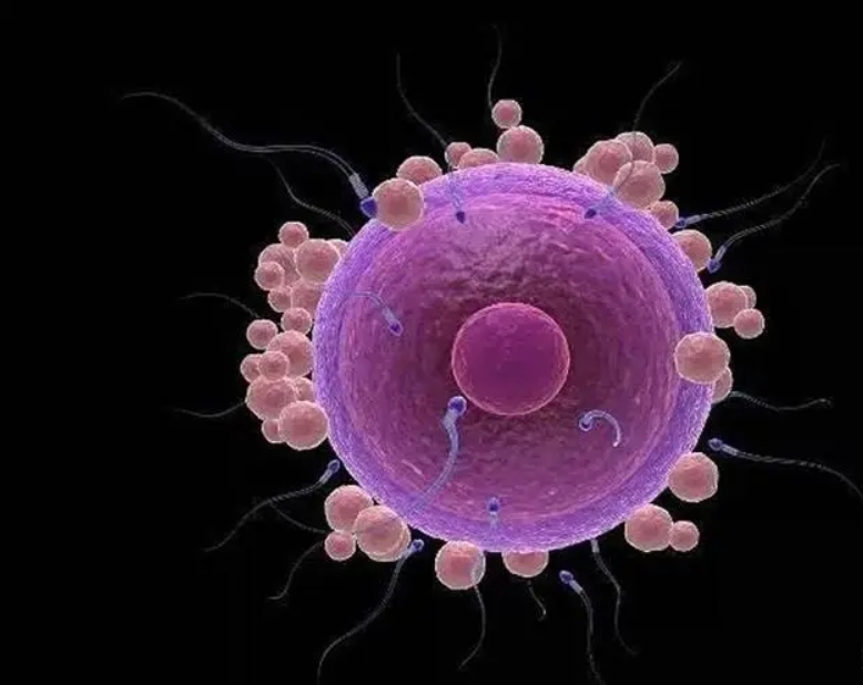 內(nèi)分泌不調(diào)能做試管嗎？影響試管成功率嗎？