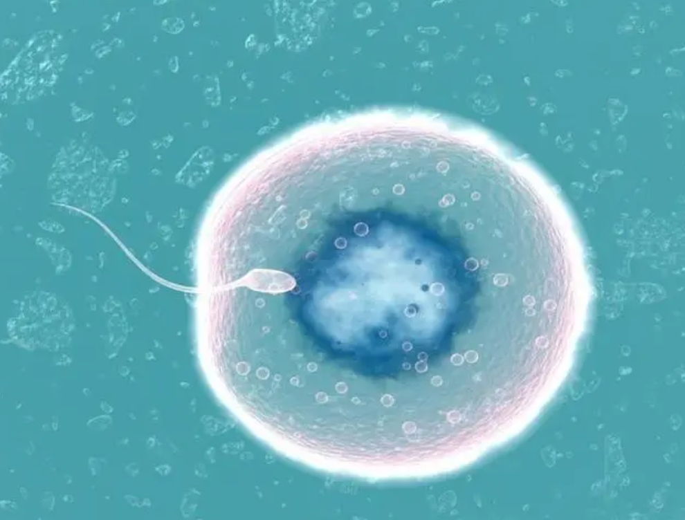 單角子宮做試管嬰兒會增加宮外孕的風(fēng)險(xiǎn)嗎？