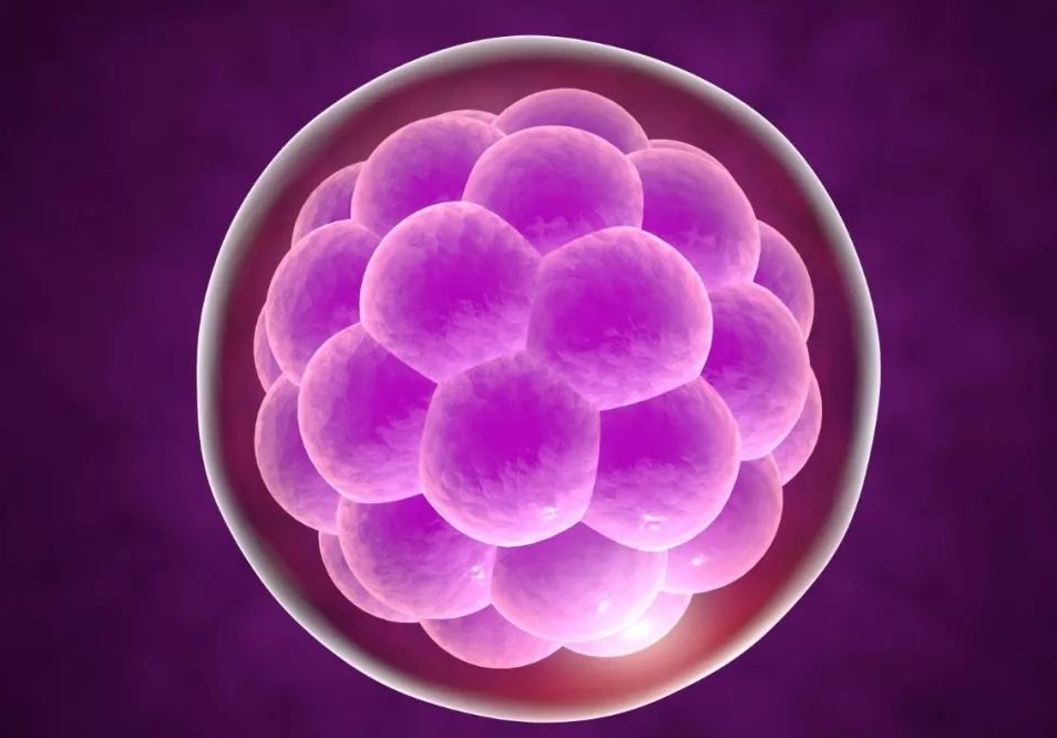 做試管養(yǎng)成囊胚后是否需要冷凍保存？