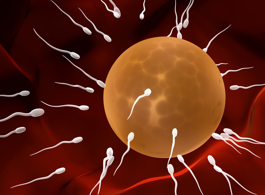 沒有子宮但有卵巢的女性如何生育?