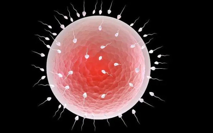 幫助疏通輸卵管的食物有哪些？