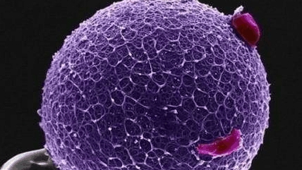 做試管嬰兒打生長激素可以暫停嗎？