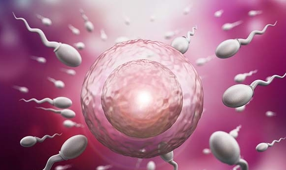 雌二醇水平達到多少才能做試管囊胚移植？