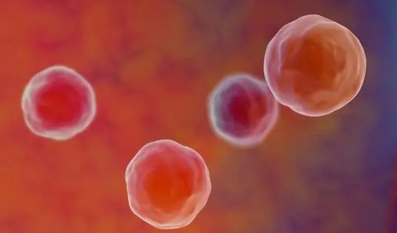 做試管嬰兒后可不可以吃香菜和大蔥？