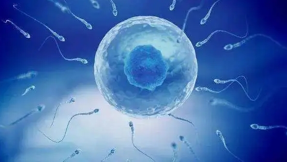 有輸卵管增粗的問題做試管會導(dǎo)致宮外孕嗎?