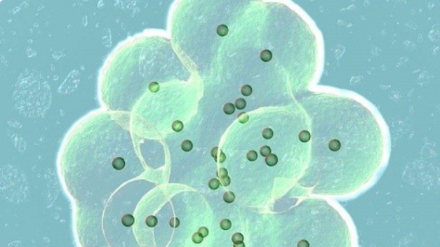 高齡做試管嬰兒成功率不高的原因有哪些？