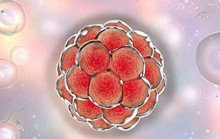 試管嬰兒手術后要注意什么？要在床上躺多久？