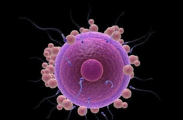 選擇試管嬰兒醫(yī)院時(shí)要關(guān)注哪些指標(biāo)？