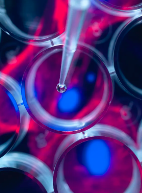 利用干細胞有哪些神奇作用？前景如何？