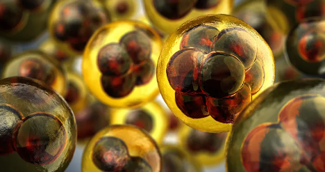 提取干細胞生孩子費用，安全性與成功率分析？