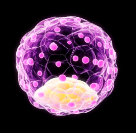 糖原核干細胞作用及其臨床應用前景？