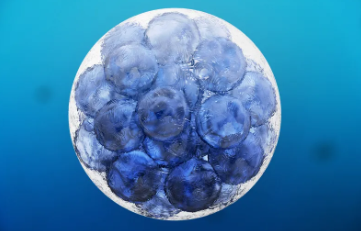 CLK干細(xì)胞在治療中扮演什么角色？其具體作用是什么？