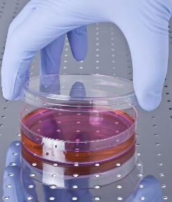 **干細胞捐獻費用標準是多少，合法嗎？