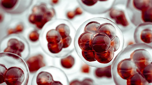 造血干細(xì)胞有哪些細(xì)胞類型？其功能是什么？