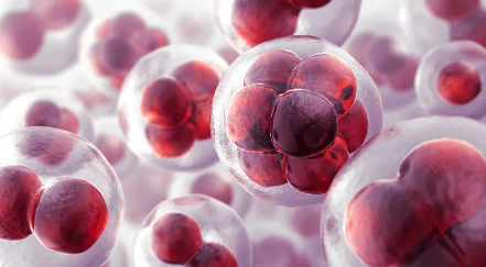 韓國干細(xì)胞移植技術(shù)如何？與國際水平相比如何？