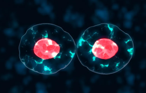 干細胞基因克隆技術解析：應用前景如何？