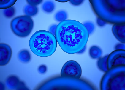 干細胞移植治療淋巴瘤過程是怎樣的？