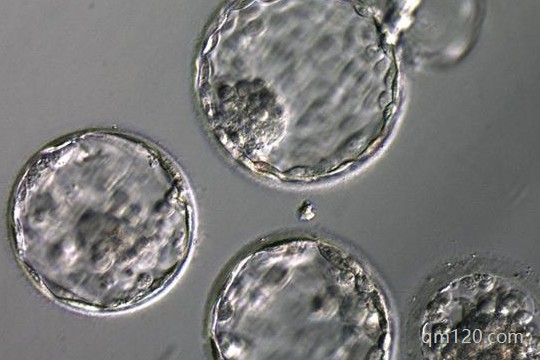 降調(diào)28天后卵泡太小怎么辦