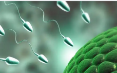 哈爾濱市第一醫(yī)院做試管嬰兒成功率大概是多少