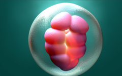 內(nèi)蒙古包鋼醫(yī)院試管多少錢