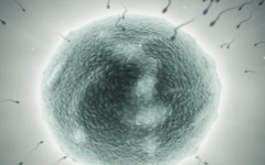 北京老字號(hào)醫(yī)院做試管價(jià)格分享