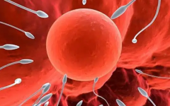 兩個男性可以做試管嬰兒嗎