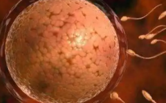 精卵不結(jié)合做試管能成功嗎