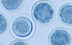 西安市小兒醫(yī)院試管嬰兒一般多少錢呢