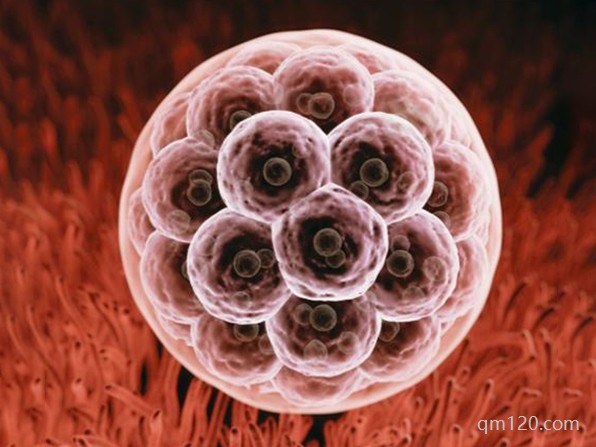 三級胚胎是精子還是卵子不好