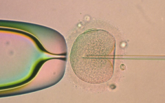 卵泡只有3個可以做試管嗎