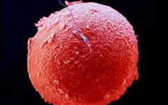 沈陽菁華醫(yī)院做試管嬰兒要多少錢呀