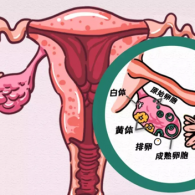 卵巢儲(chǔ)備功能下降