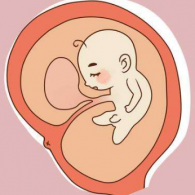 胎兒發(fā)育